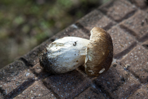 森林蘑菇-牛肝菌，图片下载