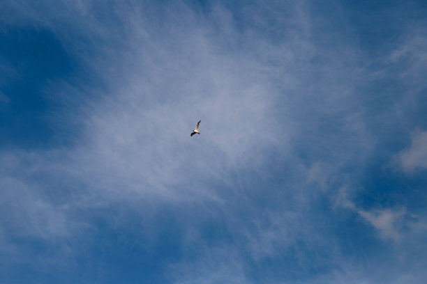 海鸥在高高的天空中飞翔图片下载