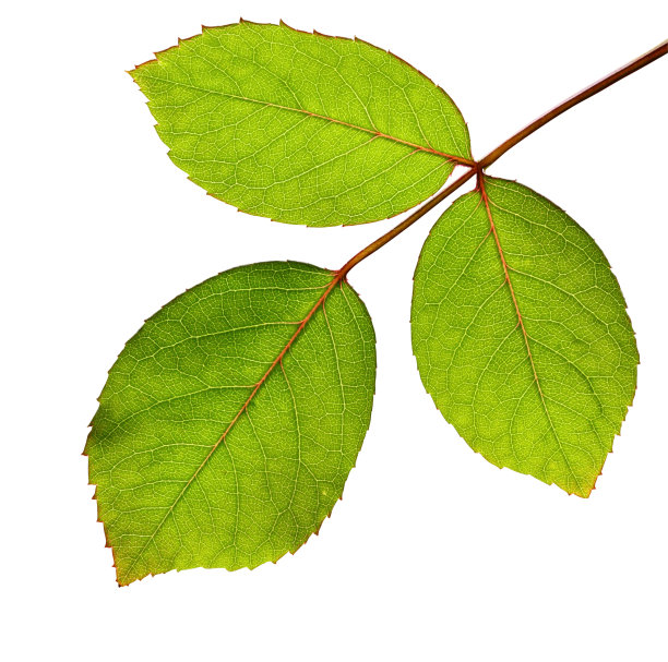 玫瑰叶片孤立包容修剪路径图片下载