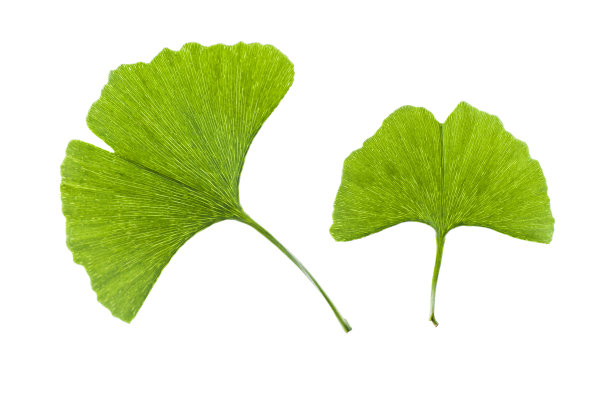 银杏的叶子图片下载