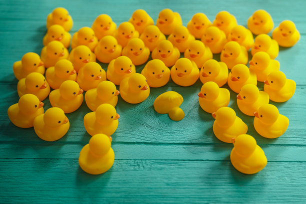 一群鸭子围着一只死鸭子。图片下载