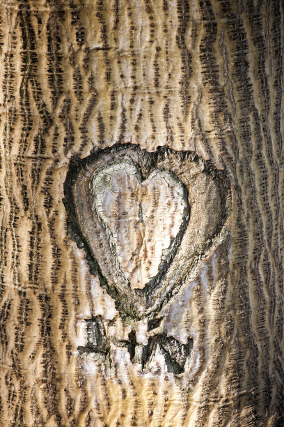 刻在树上的爱的心图片下载