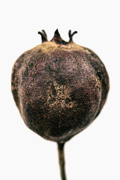 白色背景的老干石榴图片下载