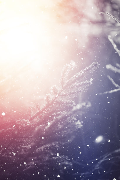 冬天的场景——树林里下雪素材图片