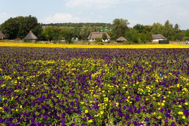 最大的鲜花地毯诞生于乌克兰首都基辅。图片下载