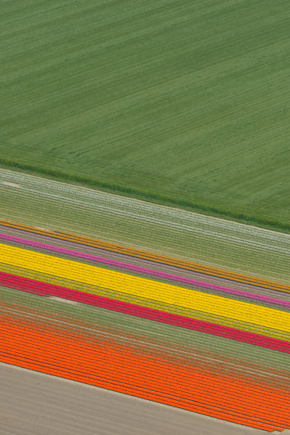 荷兰春季郁金香田鸟瞰图图片下载
