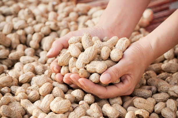秋天抱花生图片下载