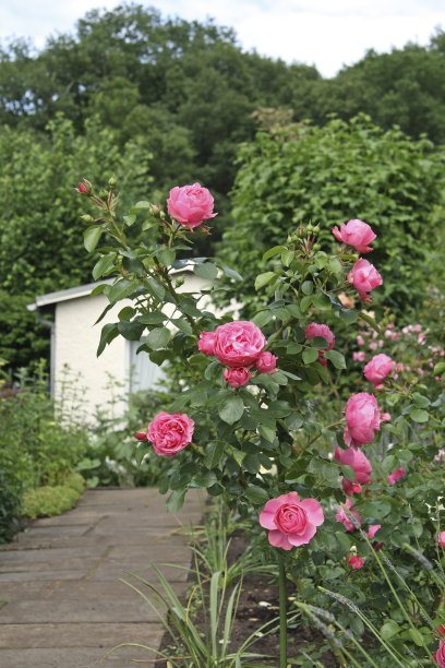 花园里的玫瑰图片下载