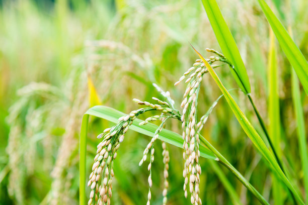 稻谷图片素材ID：150491446