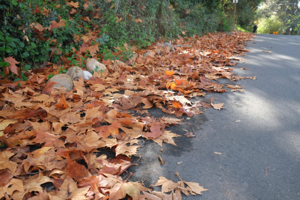 街上的秋叶图片下载