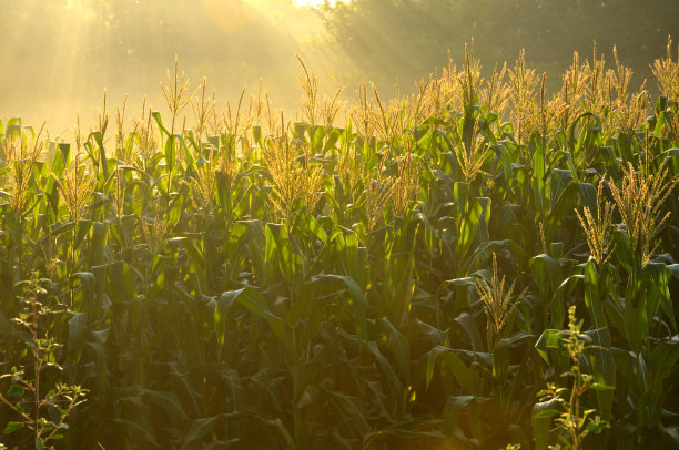 绿色玉米植物素材图片