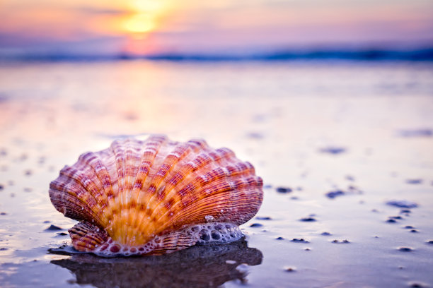 贝壳、海滩和日出素材图片