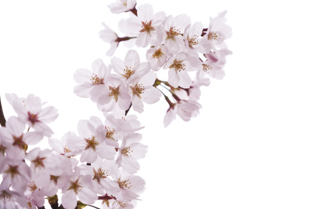 浪漫樱花图片素材ID：150513562