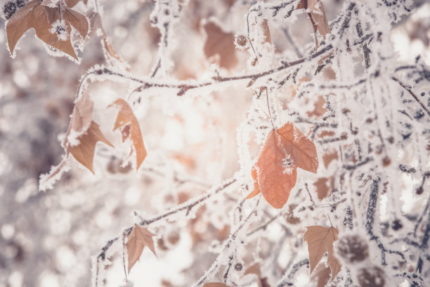 自然背景-冰冻的冬叶和白霜图片下载