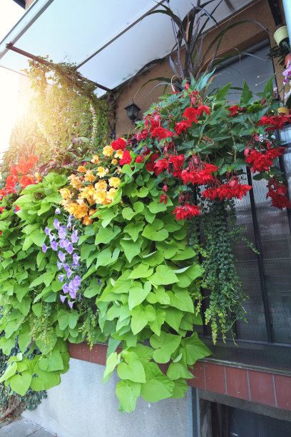 阳台上的花图片下载