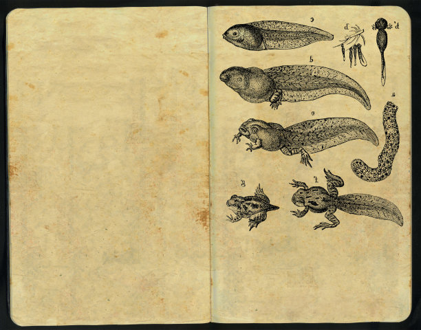 蝌蚪速写本图片下载