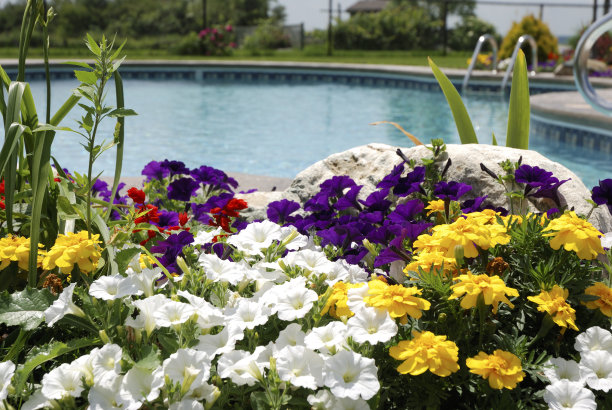 鲜花和池图片下载