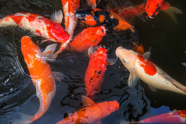 一群锦鲤在水中素材图片