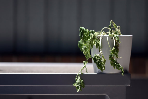 在柜台上的白色花盆里垂死的植物图片下载