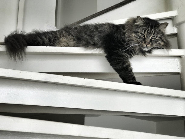 猫图片素材ID：150539326