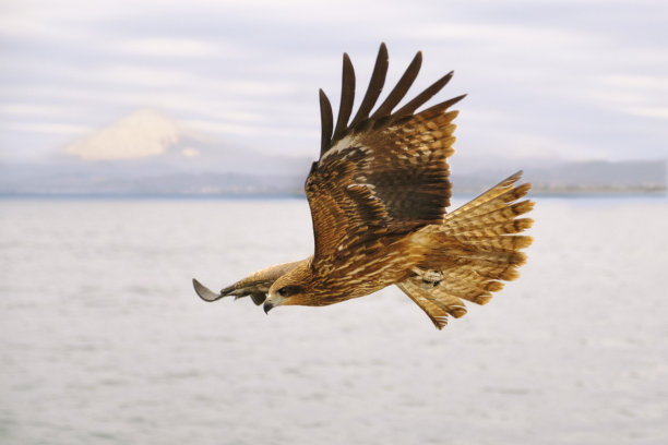 日本风筝鸟和富士山图片下载