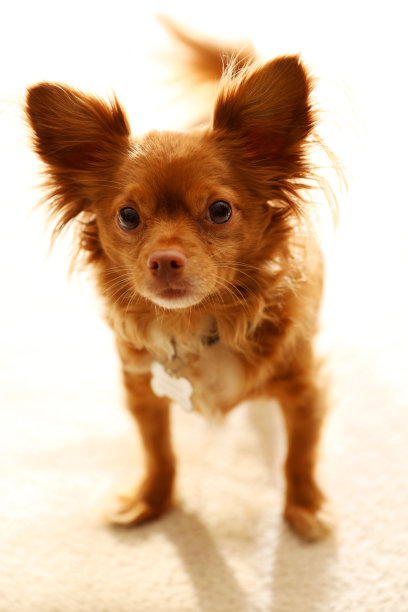 可爱的吉娃娃狗图片下载