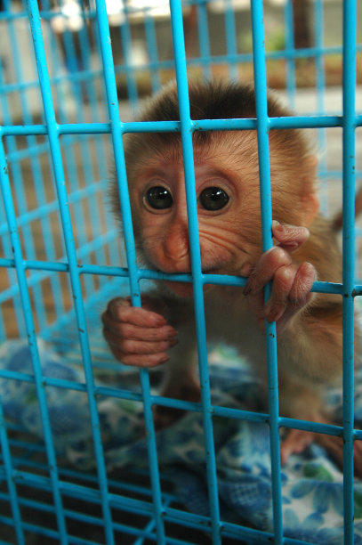 在Chatuchak市场的笼子里的猴子图片下载