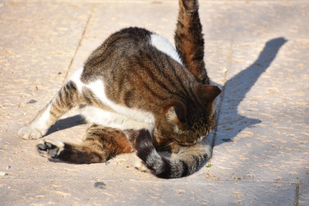 猫舔自己图片下载