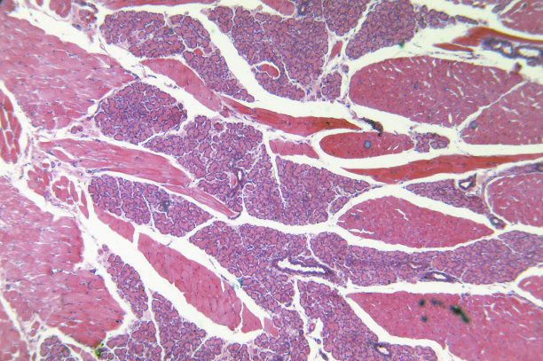 舌头上的味蕾图片下载