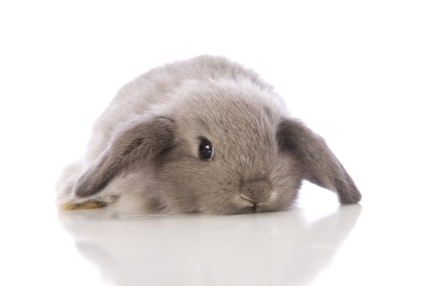 可爱的兔子图片素材ID：150556570