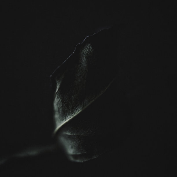 黑暗的本质。低调的干燥叶子的形象图片下载