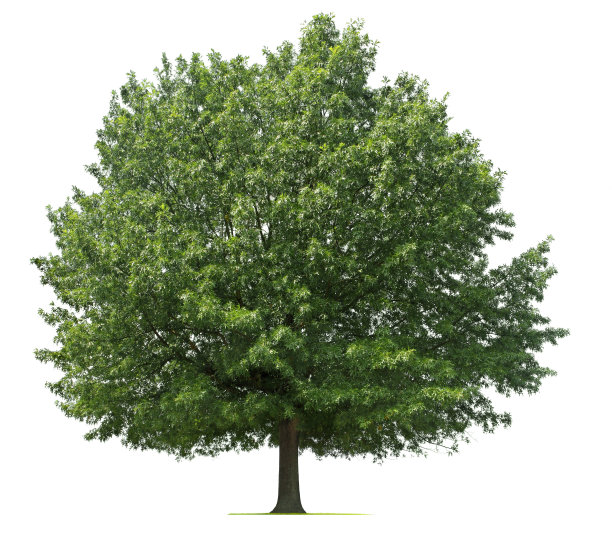 销橡树素材图片