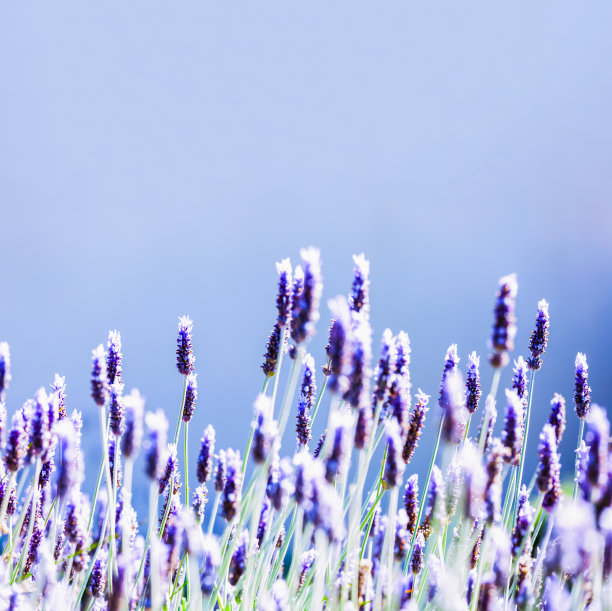 薰衣草田，方形的蓝色背景和复制空间图片下载