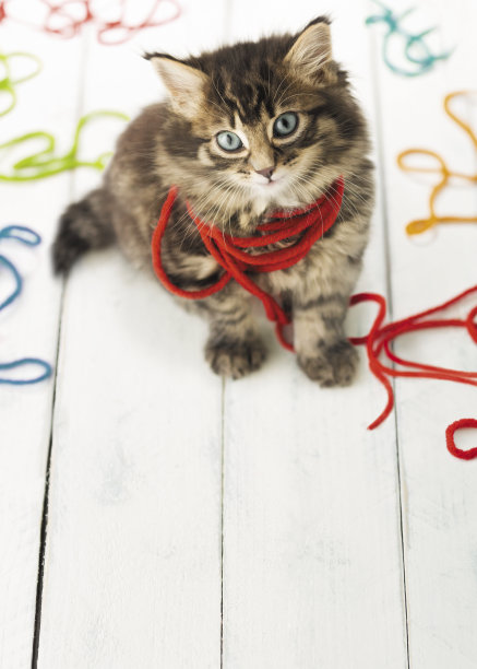 淘气的小猫在玩五颜六色的毛线图片下载