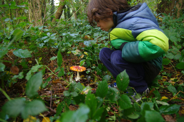 寻找Musrooms图片下载