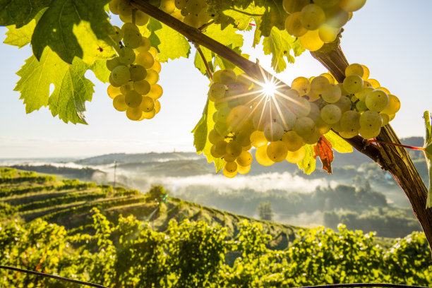 葡萄园里新鲜葡萄的特写图片下载