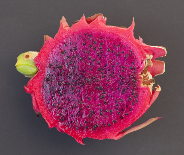 半个火龙果图片下载