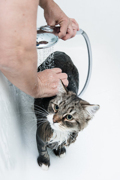 西伯利亚森林猫正在洗澡图片下载