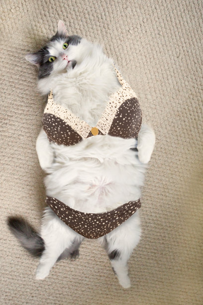 穿比基尼的肥猫图片下载