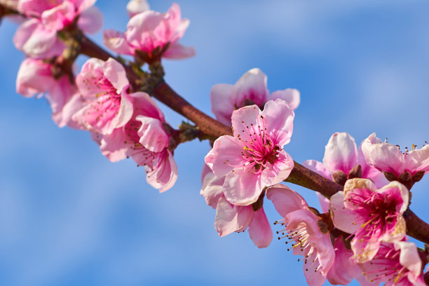 桃花的观点素材图片