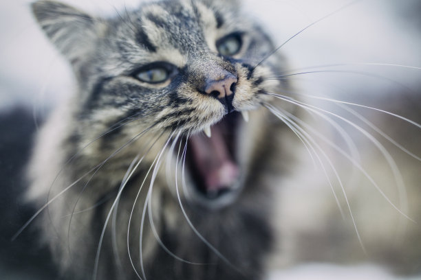 猫图片素材ID：150609688