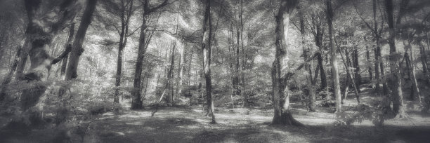 山毛榉树森林图片下载