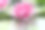 睡莲照片素材ID：150611512