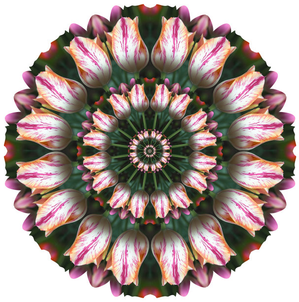 同心郁金香轮子图片下载