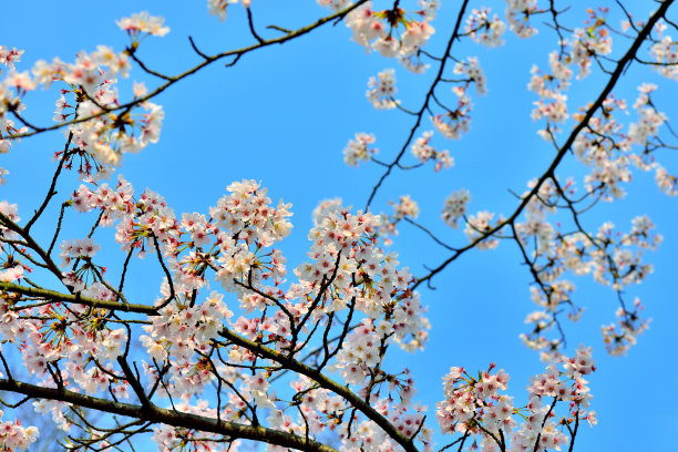 樱花素材图片
