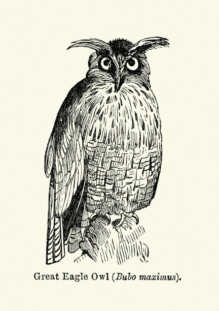 欧亚大雕图片下载