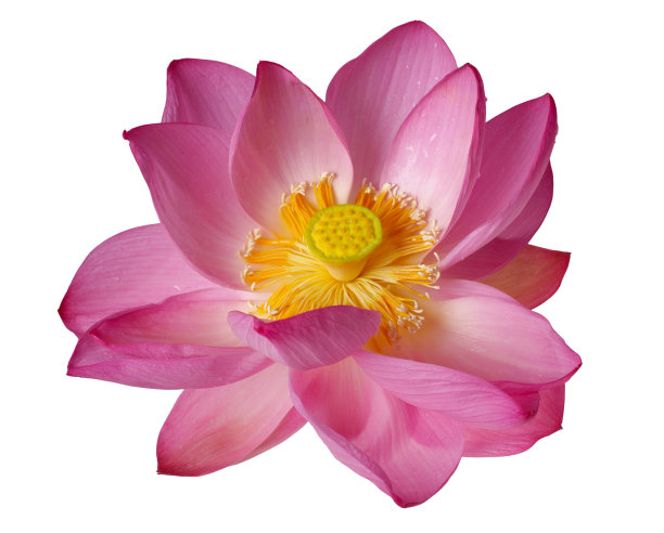 开放的荷花孤立上白图片下载