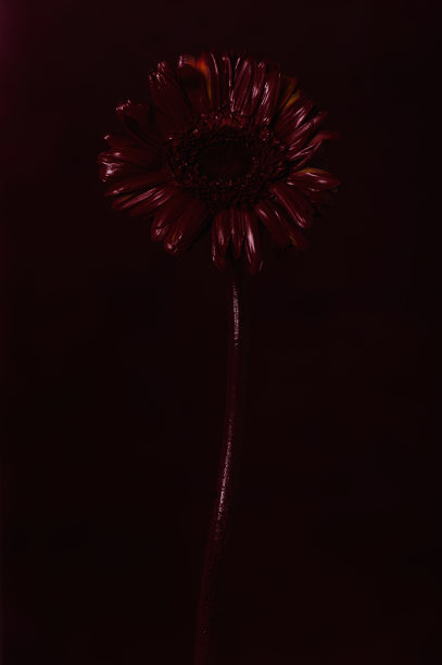 非洲菊图片下载