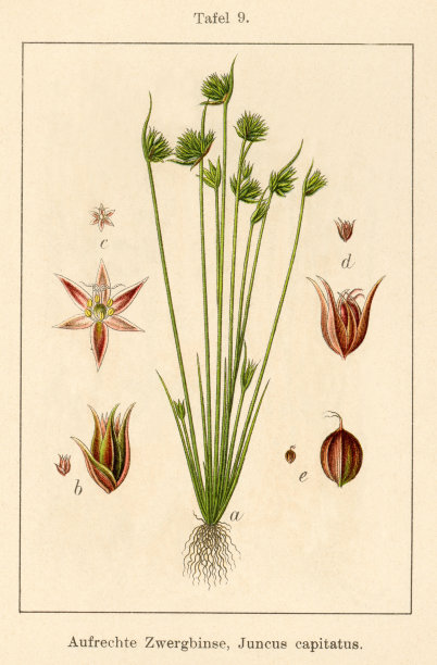 古玩花卉插图:小灯心草(Juncus capitatus)图片下载