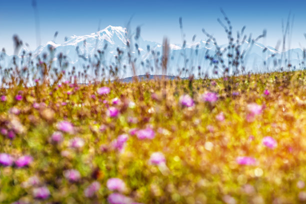 草地上盛开着鲜花，背景是勃朗峰山脉图片下载